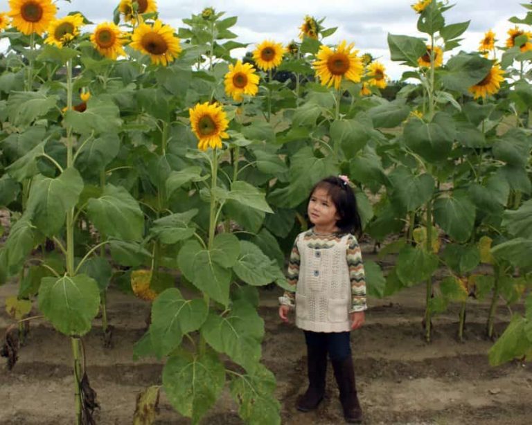 12 Stunning Flower Farms in New Jersey Days Out On The Farm