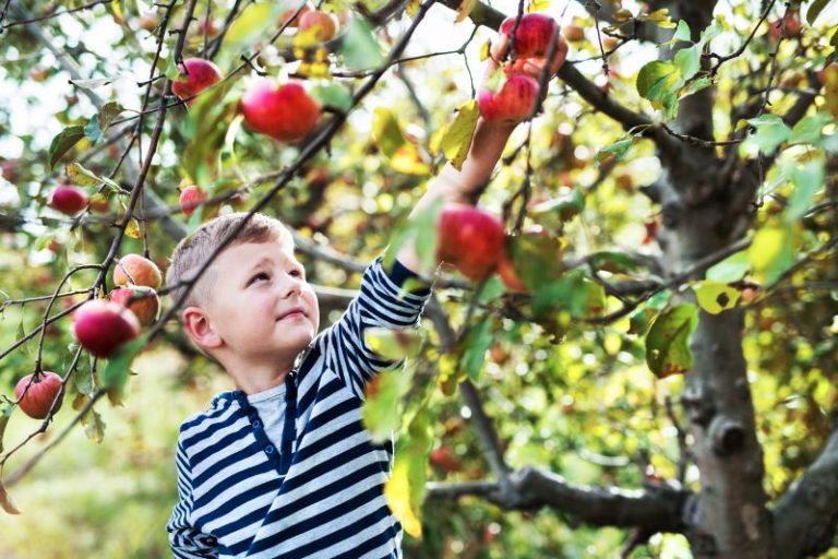 11 Top Spots for Peach Picking New Jersey Fruit Picking Farms Near Me