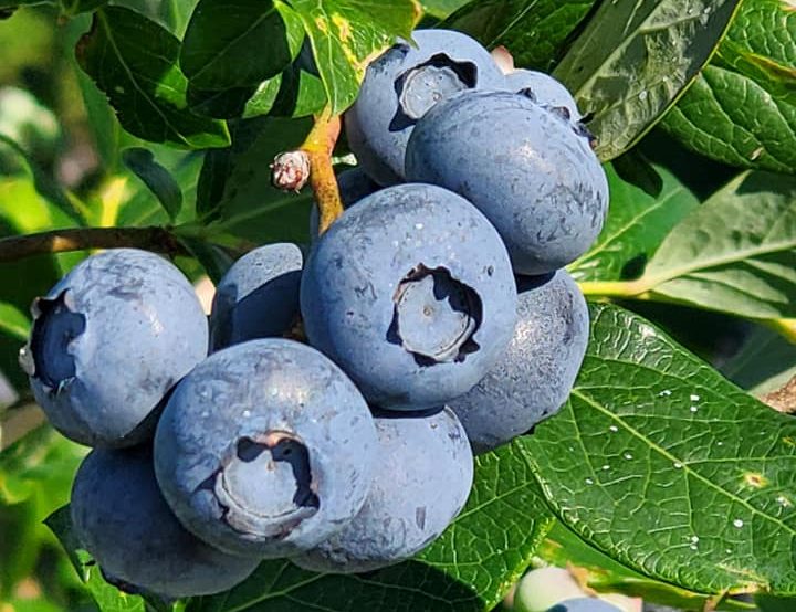 6 Places For The Best Blueberry Picking MI Fruit Picking Farms Near Me