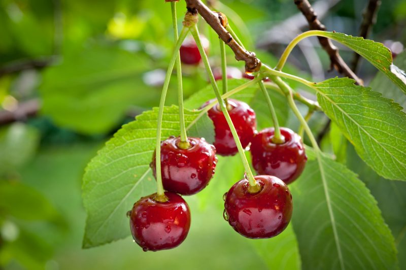 50 Places For The Best Cherry Picking Near Me Fruit Picking Farms 