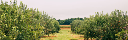 peach picking in new jersey