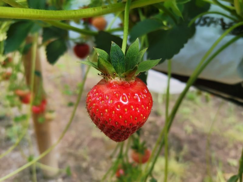 strawberry picking Virginia