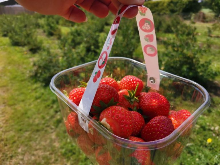 Strawberry Picking 5 768x576 