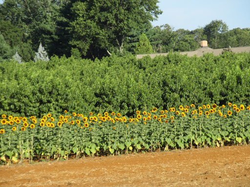 sunflower field nj