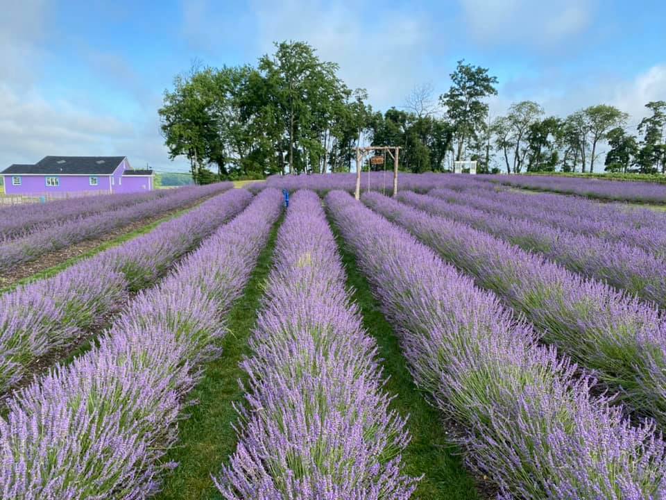 Lavender Farm NJ