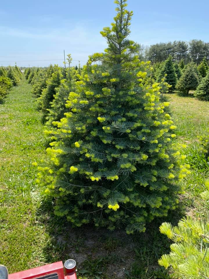 christmas trees new jersey