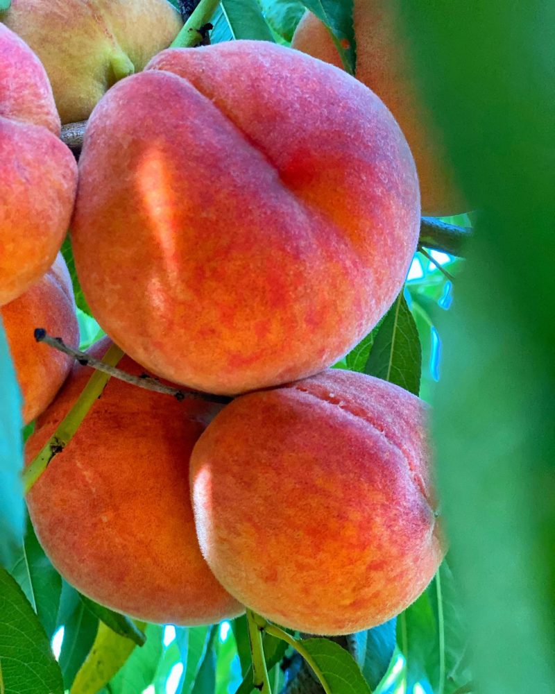 peach picking NJ