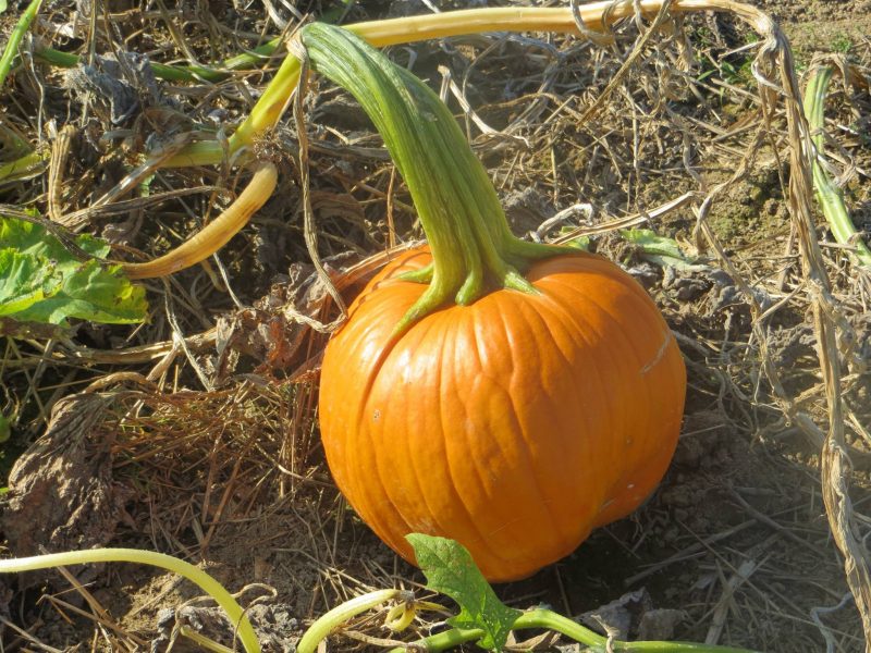 pumpkin picking NJ