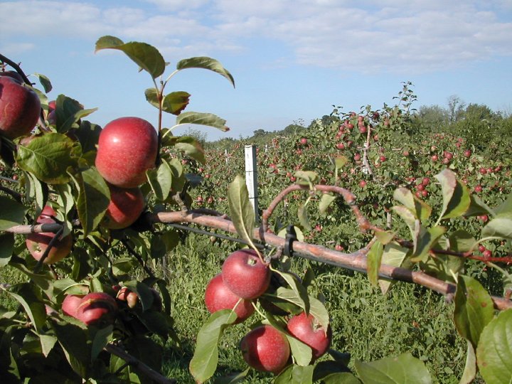 apple picking connecticut