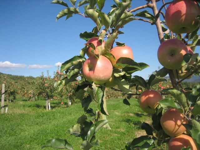 peach picking in Virginia