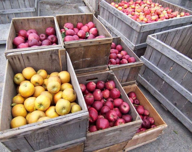 Best Fruit Picking Farms in New York