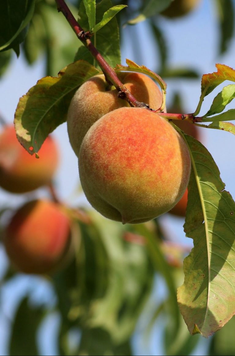 5 Places for the Best Peach Picking NC Fruit Picking Farms Near Me
