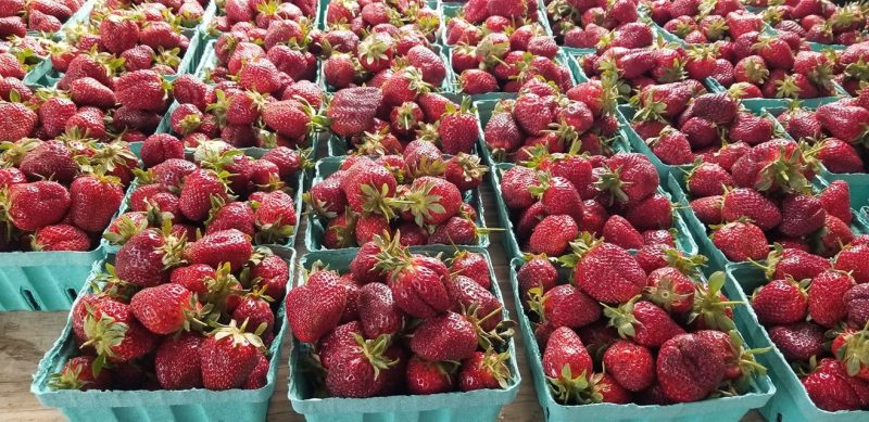 strawberry picking illinois
