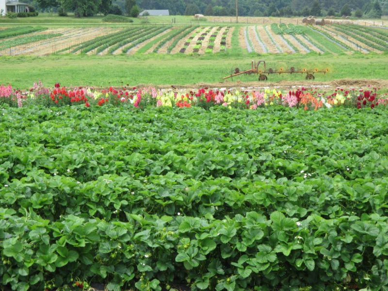 flower farms in NC