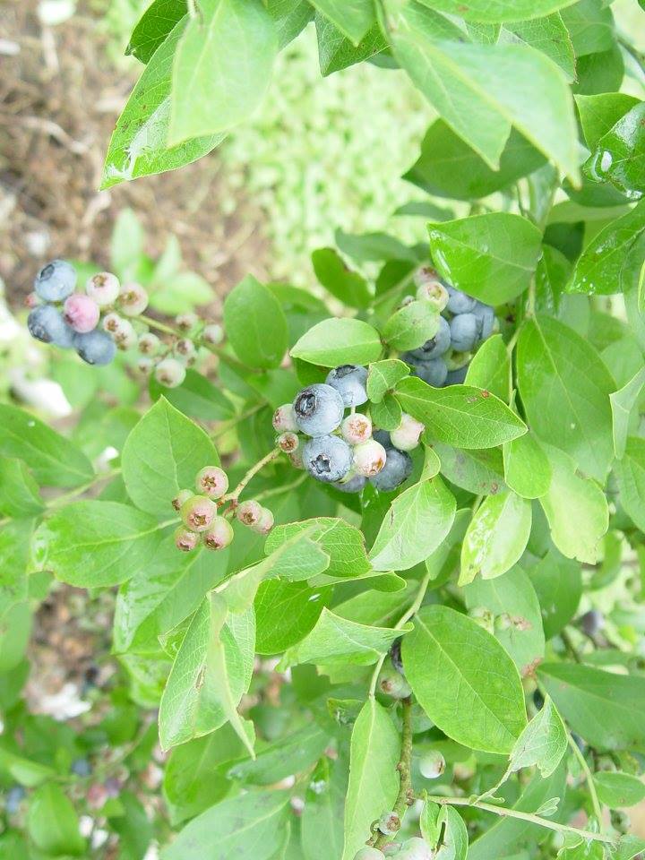 Blueberry Picking NC