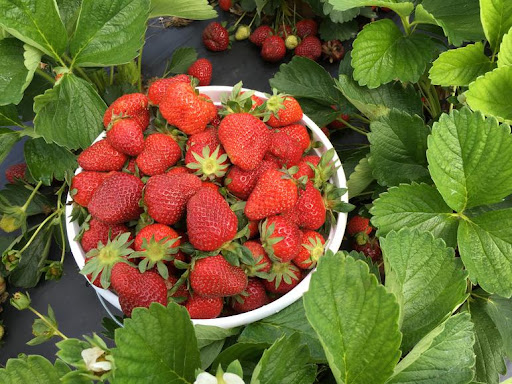 strawberry Picking NC