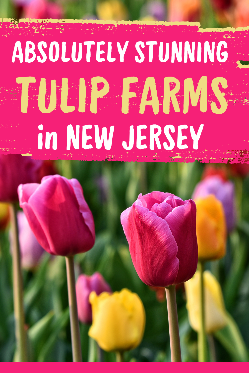 tulip farms in new jersey