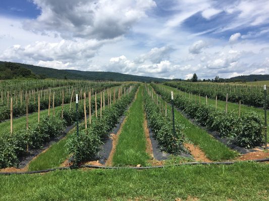 blackberry farms virginia