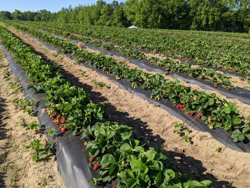 strawberry picking NJ