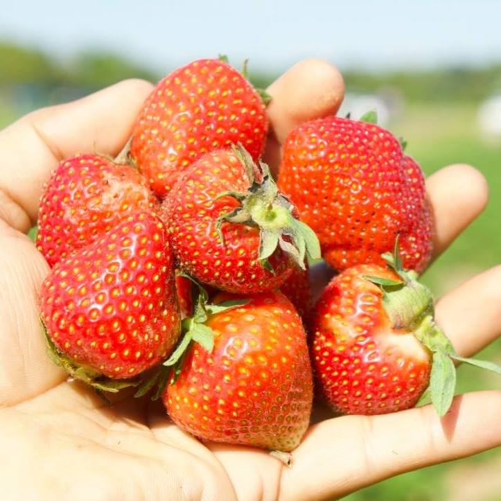 pick your own strawberries in virginia