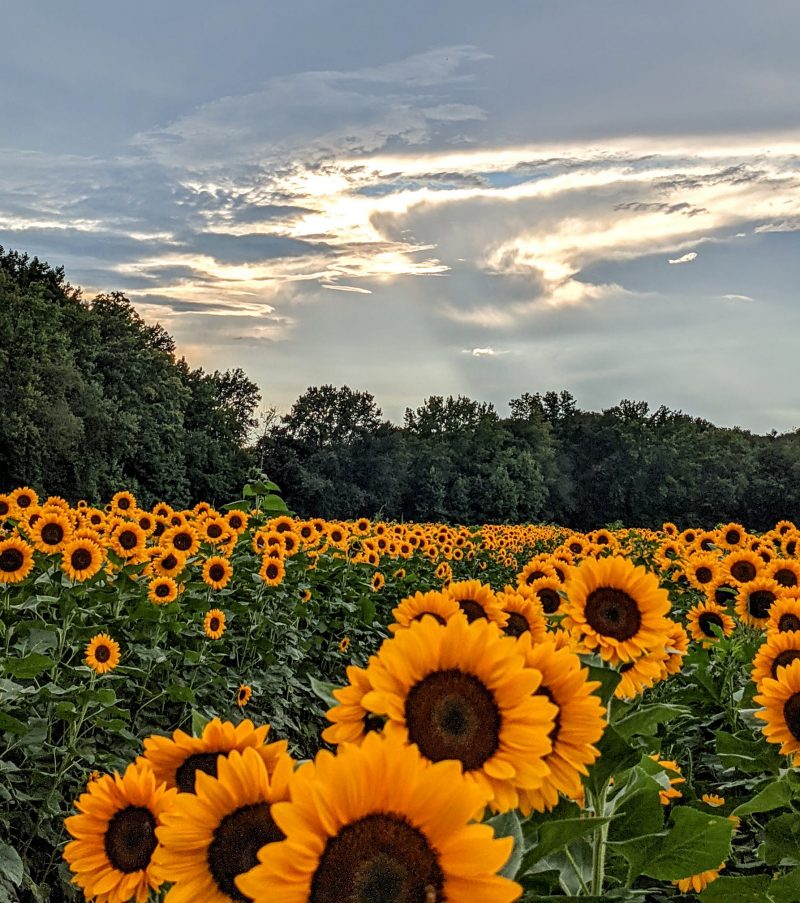 sunflower farms in NJ