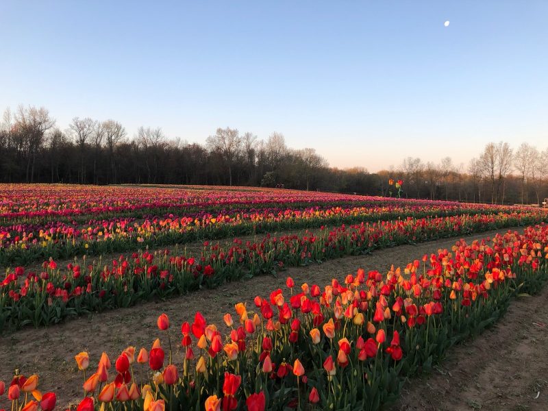tulip farms NJ