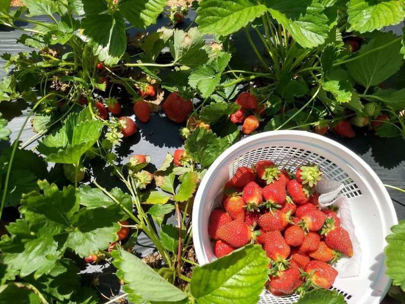 strawberry picking virginia