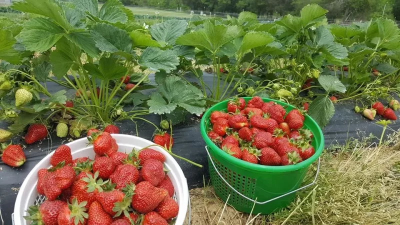 strawberry picking virginia