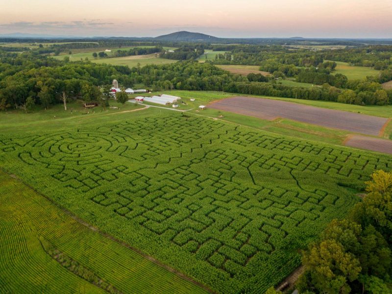 nearby corn maze