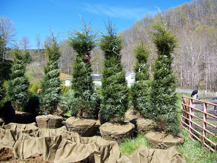 christmas tree farms NC