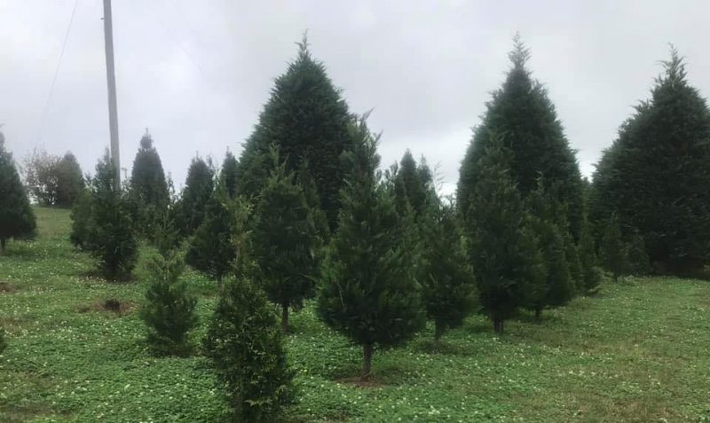 christmas tree farms NC