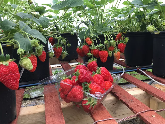 florida strawberry picking