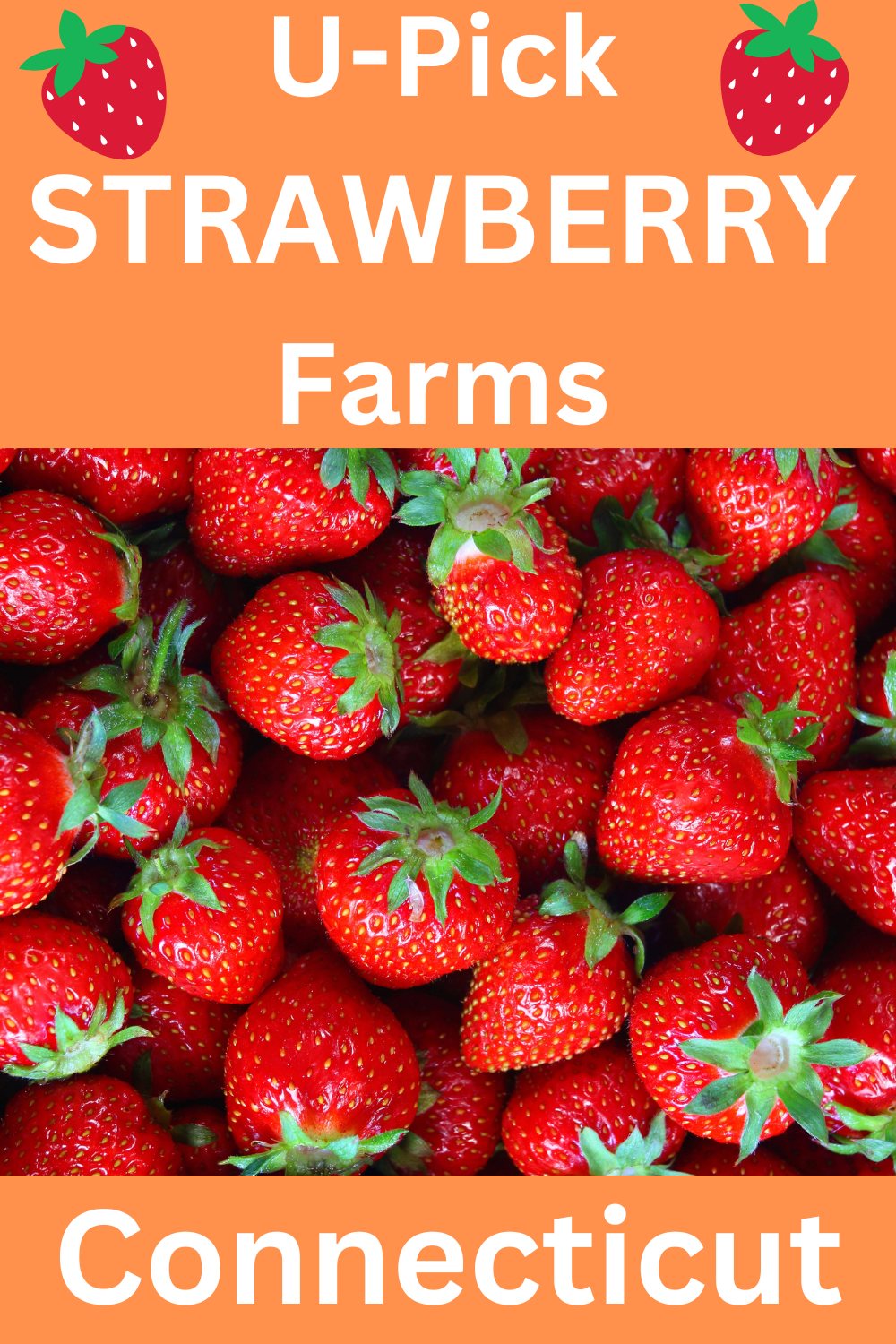 onnecticut U-Pick Strawberry Farms