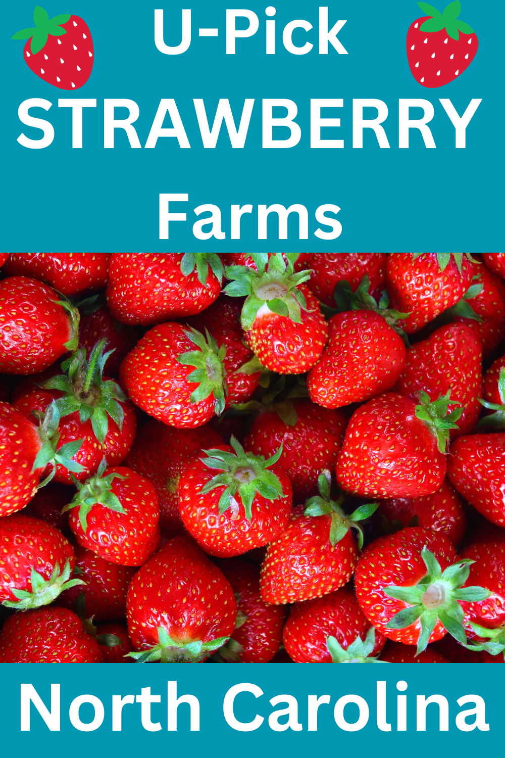 U-Pick Strawberry Farms north carolina