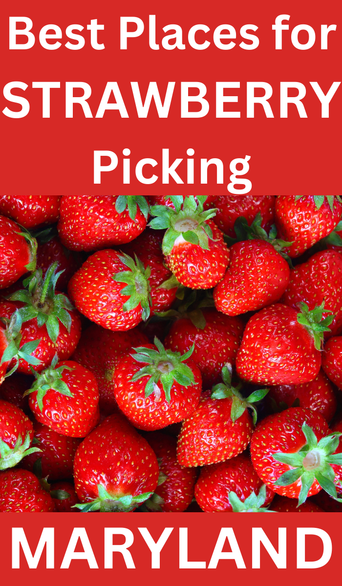 Maryland U-pick Strawberry Farms