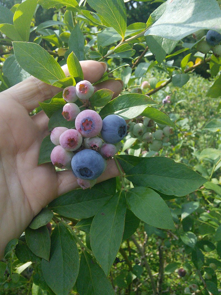 blueberry picking virginia