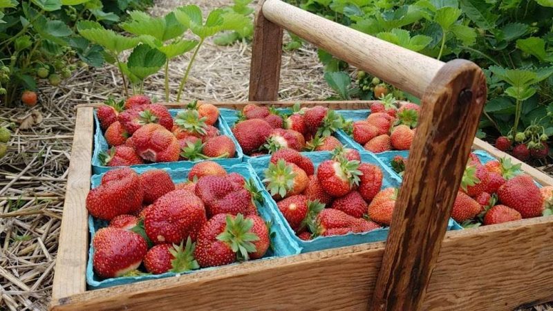 Strawberry Farm Maine