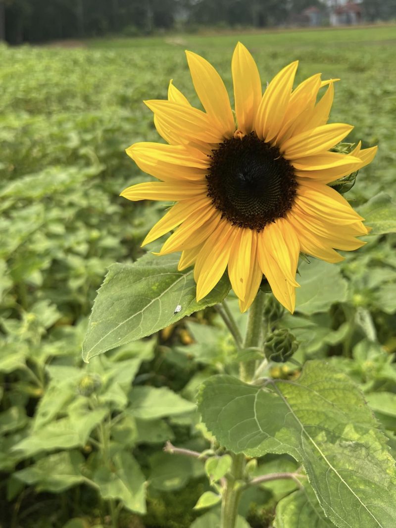 sunflower farms virginia