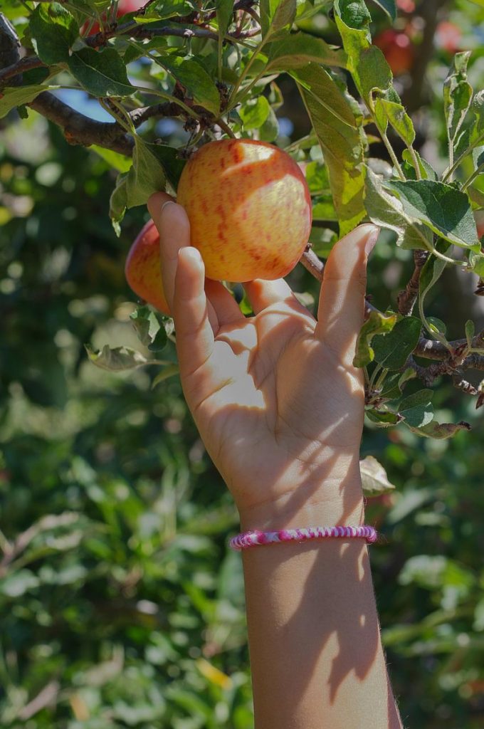 8 Best Fruit Picking Farms in Houston, TX Fruit Picking Farms Near Me