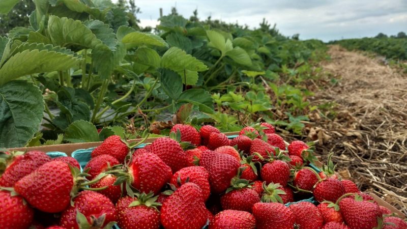 strawberry picking Indiana