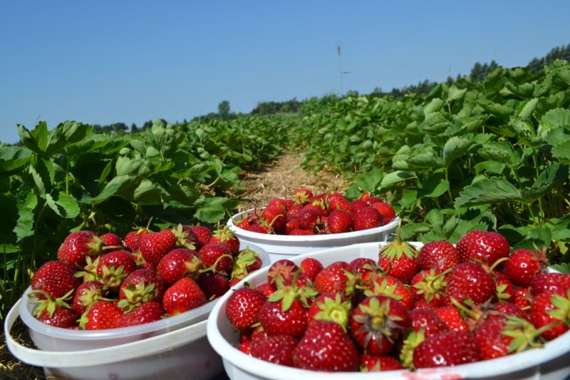 strawberry picking minnesota