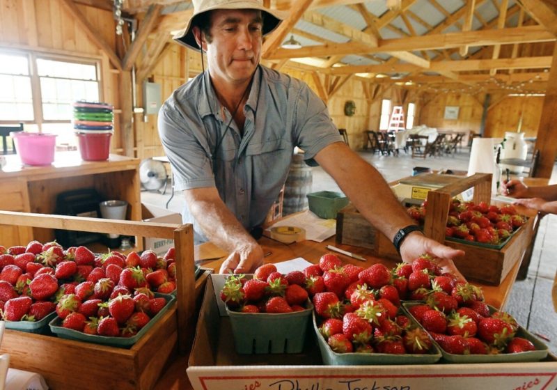 strawberry farms maine