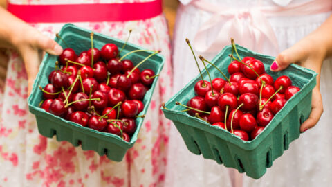 sweet cherry picking