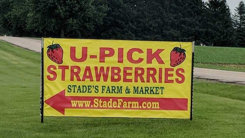 U-pick Strawberries IL