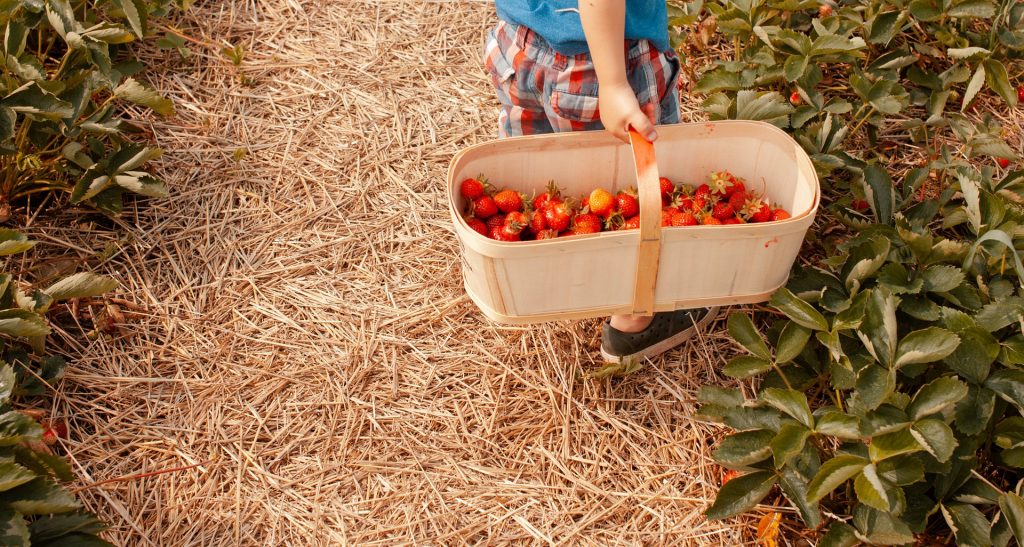 strawberry picking IL