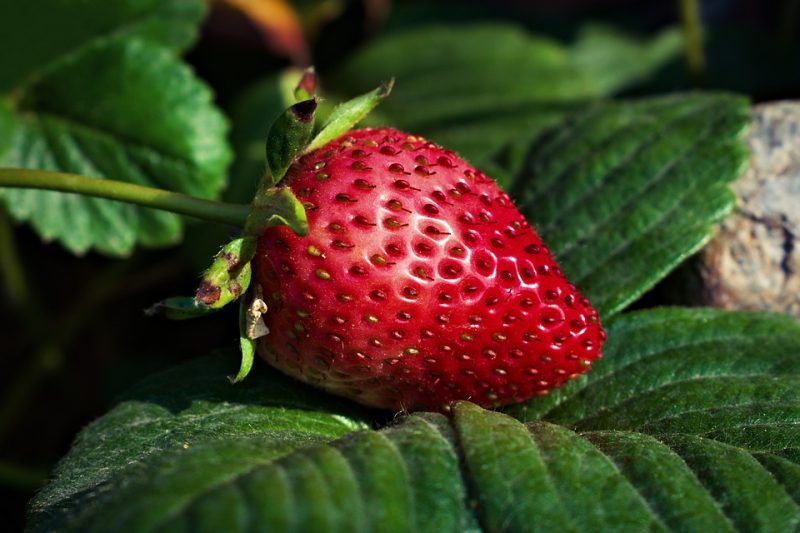 10 Best Places For Strawberry Picking In The Bay Area Fruit Picking 
