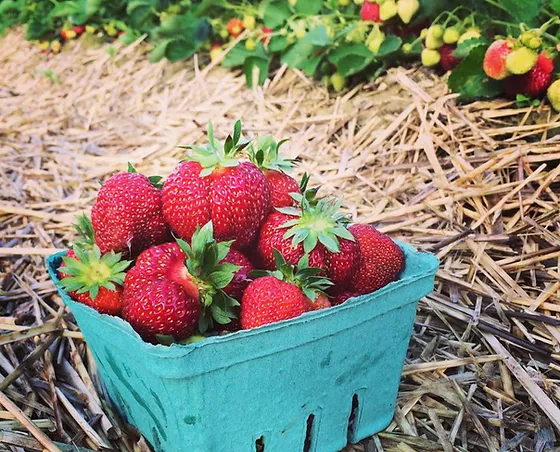 strawberry picking in maine