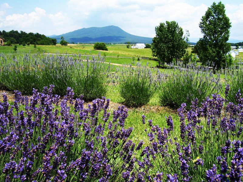 lavender farm near me
