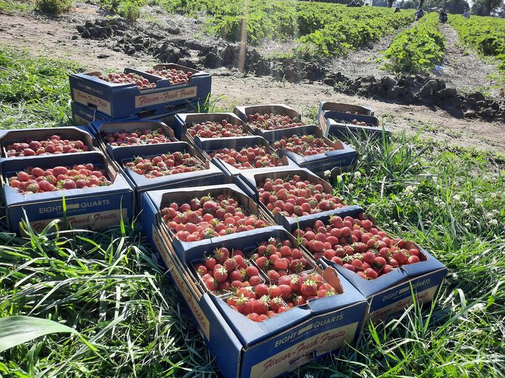 strawberry picking in michigan