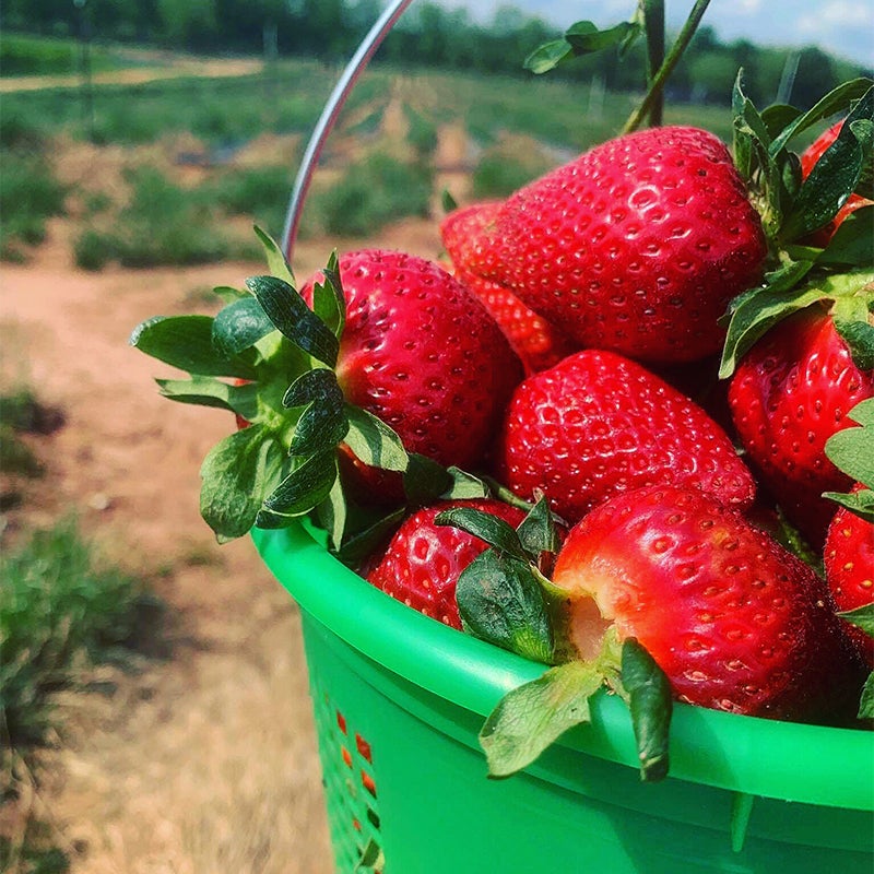 strawberry picking georgia